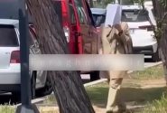 پرسهزنی پیرمادههای ولگرد منافقین در مقابل مراکز، فریاد مردم آلبانی را درآورده است